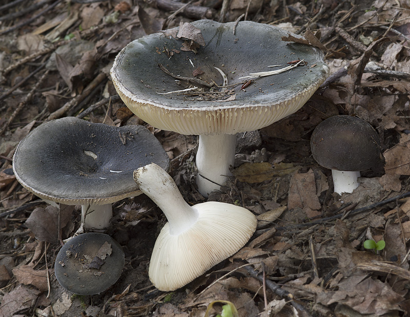 Russula parazurea